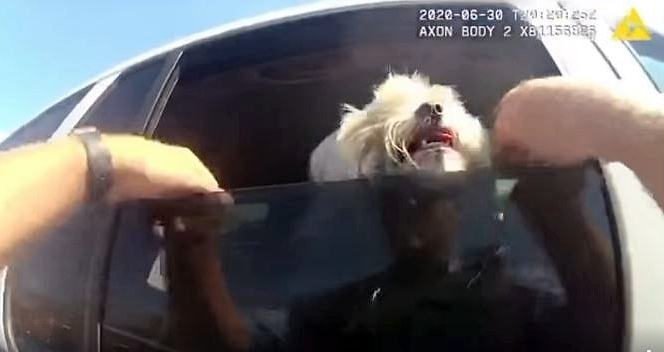 Police pull dog out of hot car while owner is eating at a nearby restaurant