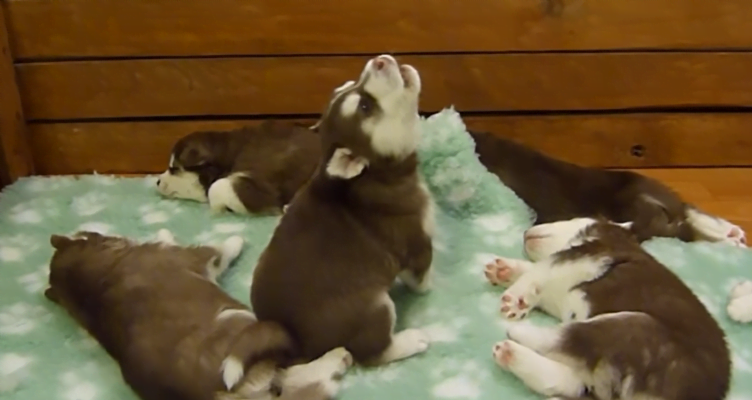 Puppies wake up bro, internet riots when he sounds like Chewbacca