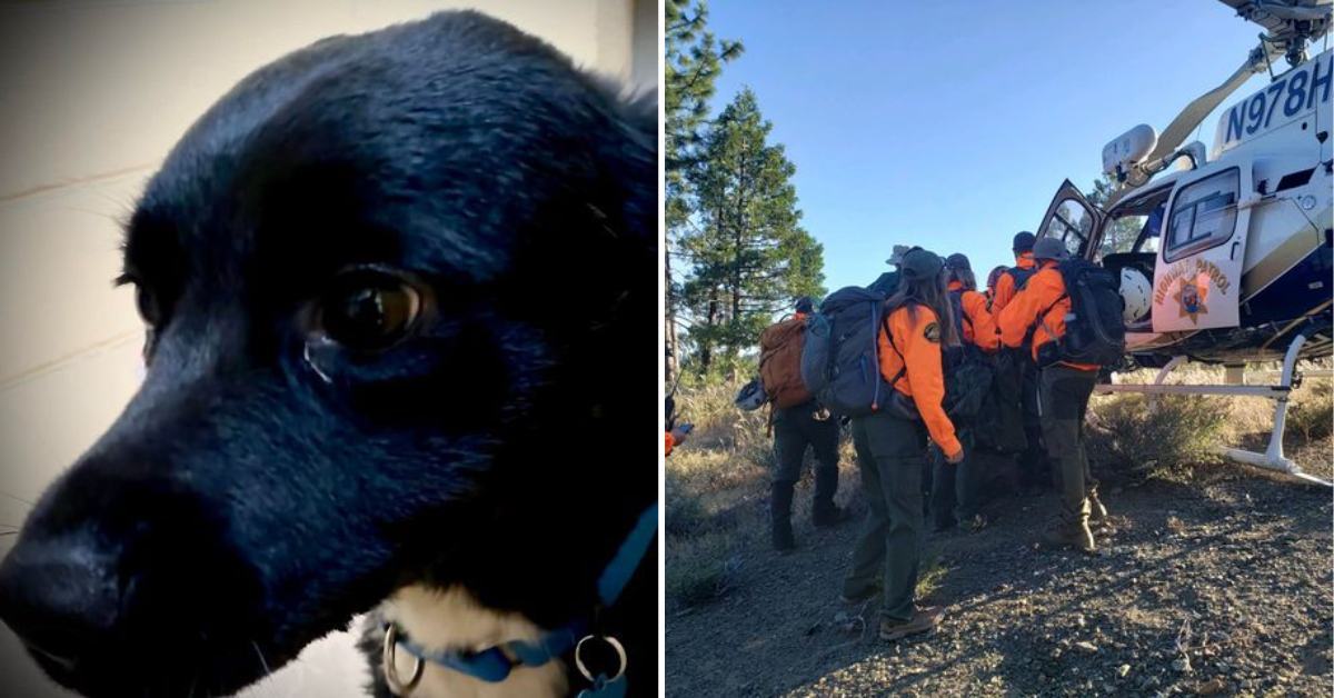 Real-life dog 'Lassie' leads rescuers to her injured owner, who fell 20 feet in the woods