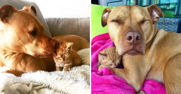 Rescue dog "loved" cats finally has a kitten to take care of