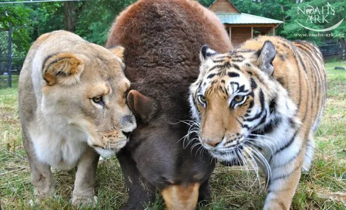 Rescued as children, lions, tigers and bears have remained best friends for over 15 years