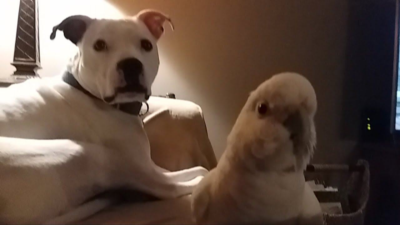 Sad scene.  Parrot loves to hug his best friend Pitbull and can't stop showing his true feelings