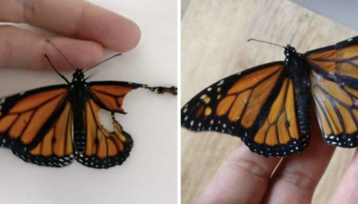 See how the butterfly looks after the surgery.  A butterfly with outstretched wings arranged by a woman, and now it can fly