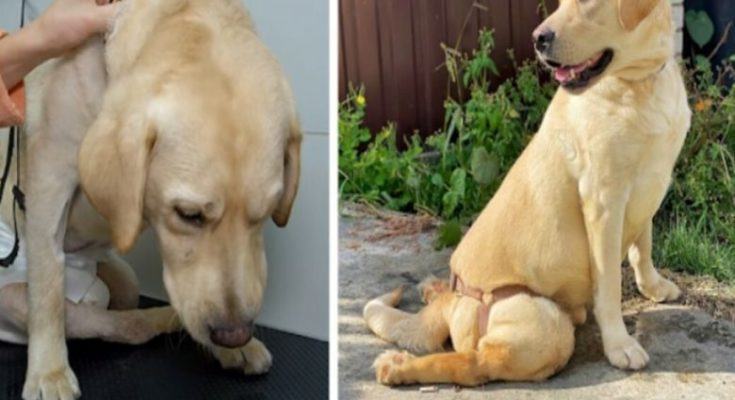 See what happens when a Labrador dog betrayed by its owner feels love