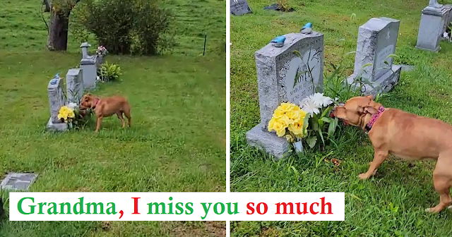 Sentimental dog knows which grandmother's grave