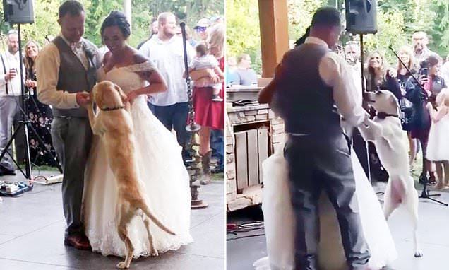 She does everything for us': British dog surprises owners by joining their first wedding dance in heartwarming video