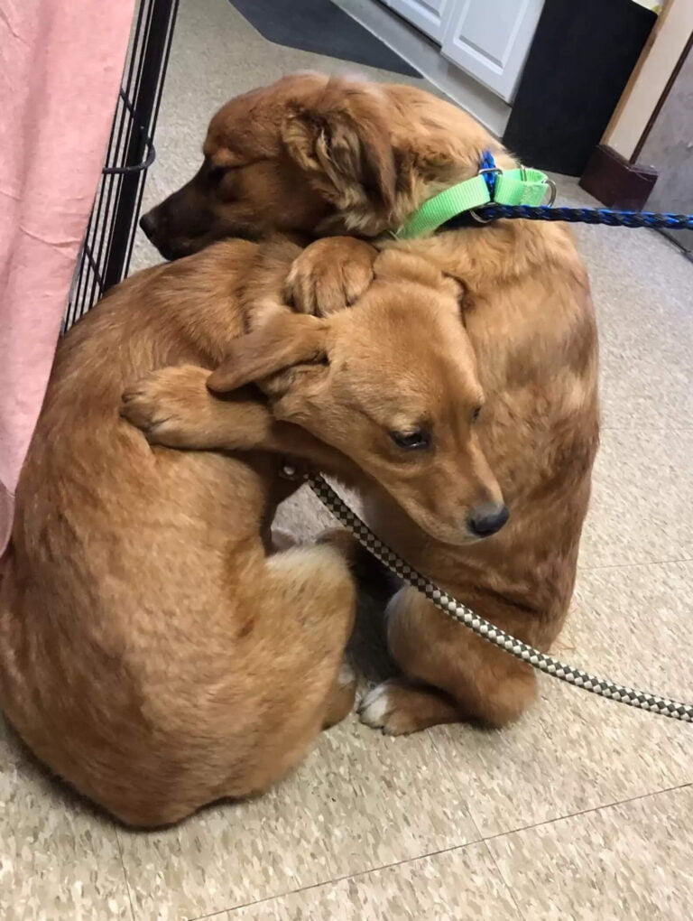 Shelter dog comforts his sister with a warm hug after being rescued