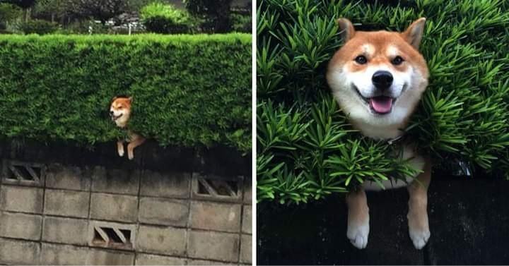 Shiba Inu was stuck in the bushes but still smiling sweetly like nothing happened