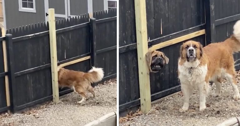 Smart dog makes a door for his dog in the fence so he can see his friend