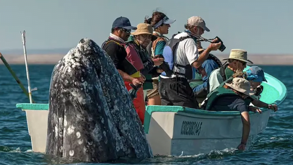 Sneaky whales appear behind whale watchers when they look in the wrong direction