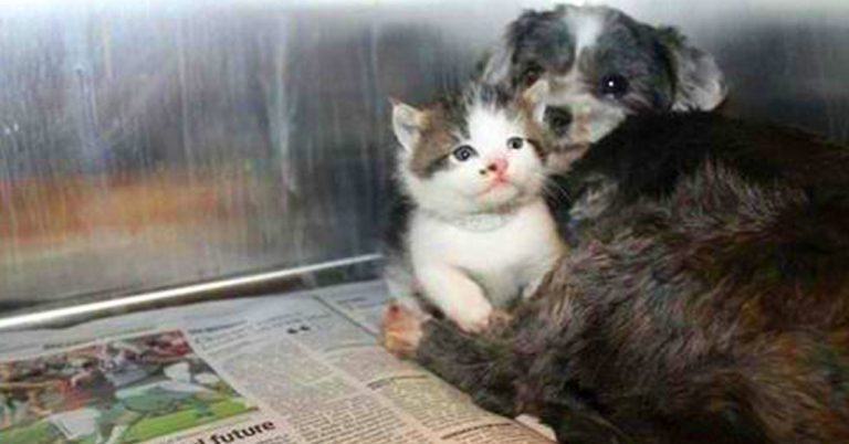 Stray Non-Pregnant Dog Found Lacting An Abandoned Kitten