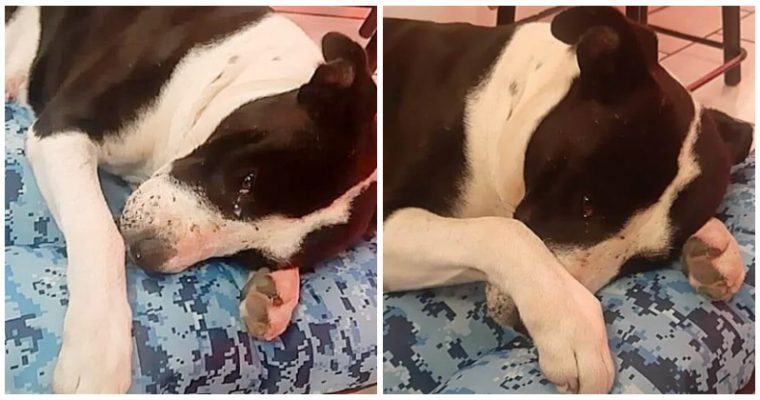 Street dog burst into tears after being rescued and given a cotton mattress