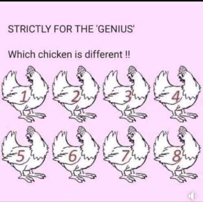 Strickly for » Genius » Which chicken is different?  No winner yet.