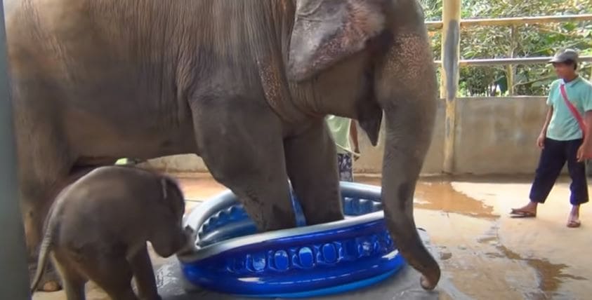 Sweet recording.  Mother bathing baby elephant for the first time conquered netizens