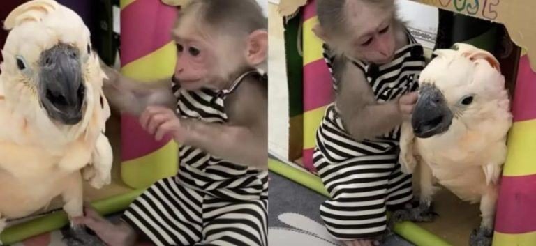 Sweet recording.  The cutest baby monkey gently coaxes the rescue parrot to feed his father