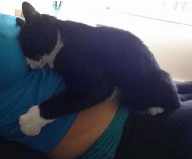 THIS CAT PROTECTS MY SMALL MAN BEFORE HE IS BIRTH