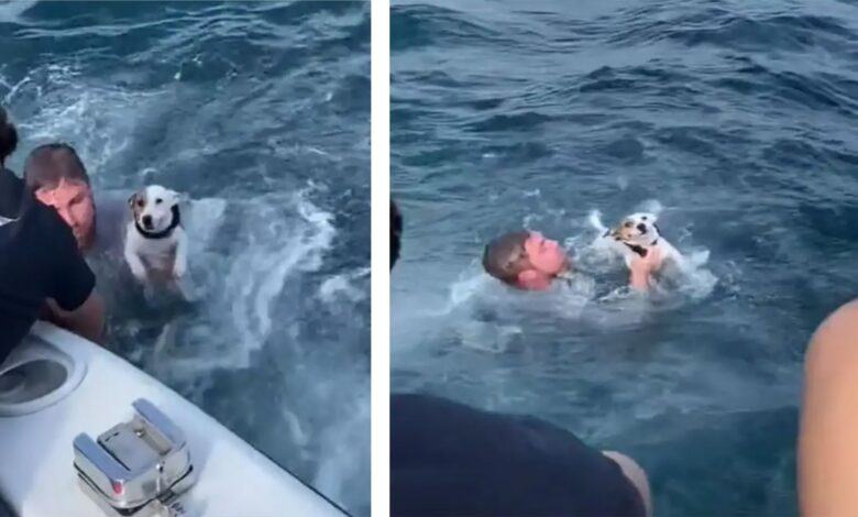 Teens Discover a.ban.doned dog in the ocean!