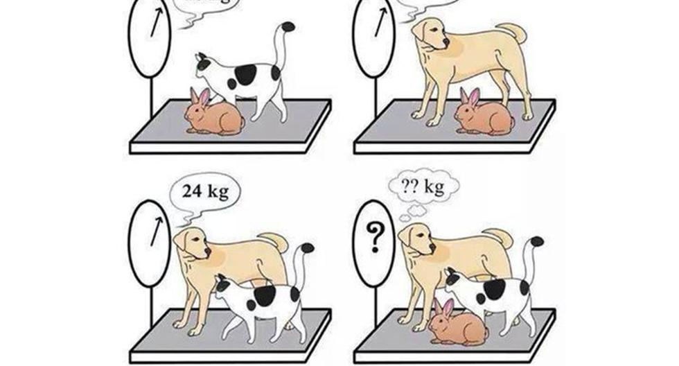 Test your intelligence by finding the weight of a cat, dog and rabbit in 15 seconds