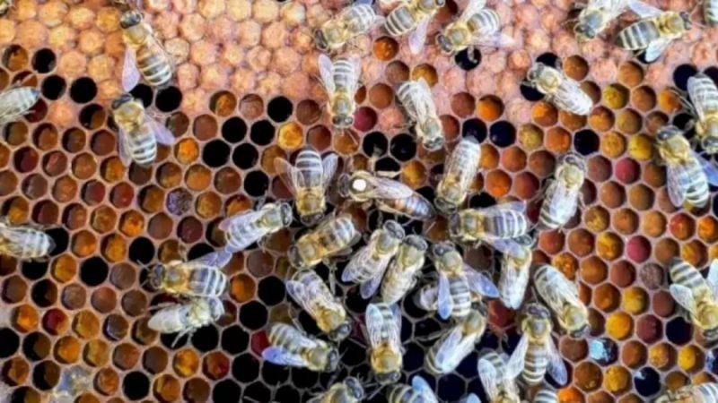 Test your visual skills and IQ by finding the ant hidden among the bees