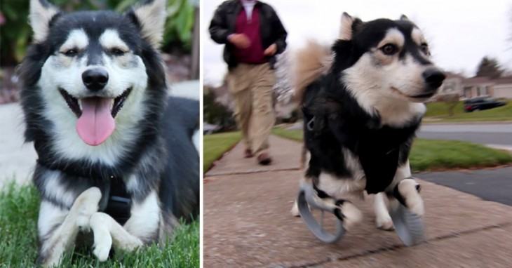 Thanks to 3D printed legs, disabled dog can run for the first time