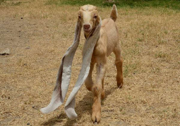 The 22-inch big-eared baby became a star and probably the goat with the longest goat ears in the world