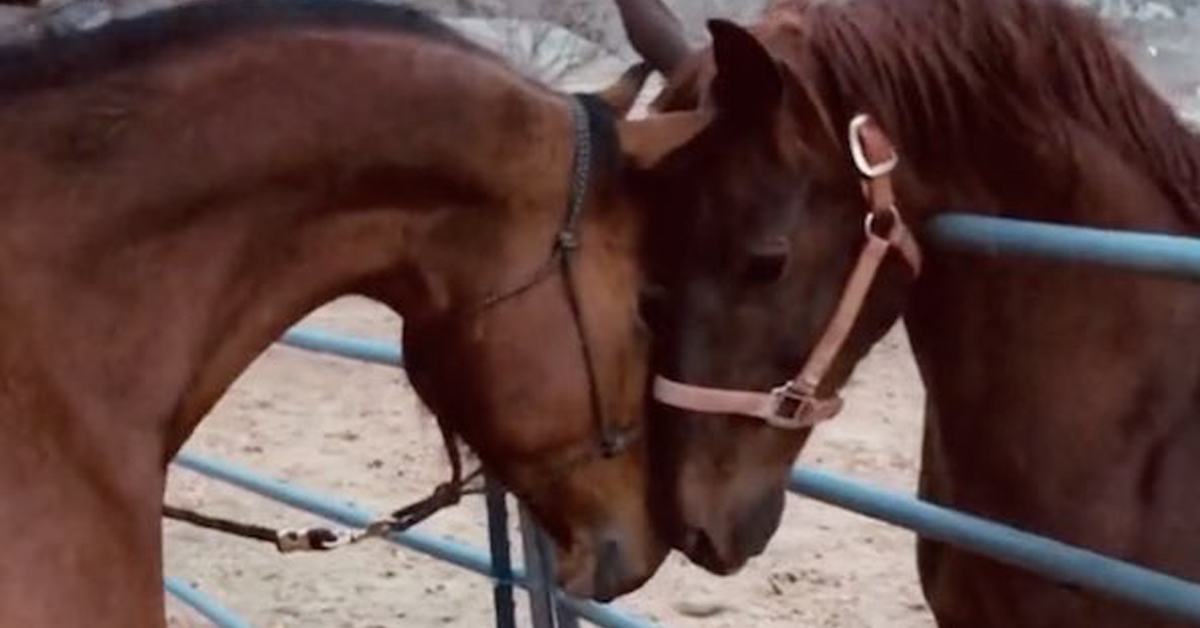 The Horse brothers reunited emotionally after many years apart