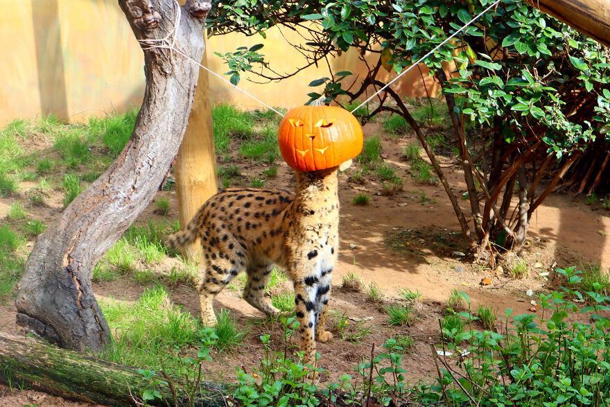 The animals were left to discover the pumpkins on their own, while the camera crew patiently waited for footage to line up and the results that might make you smile.