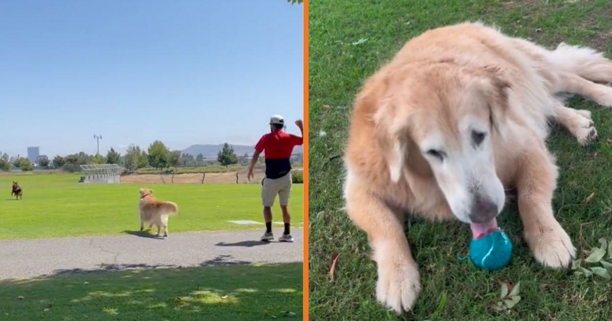 The bigger dog never gets the ball while grabbing, so dad has a sweet solution