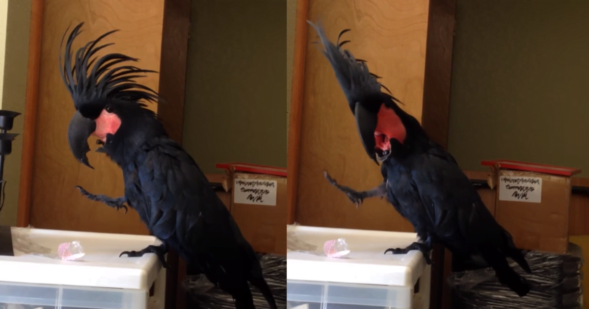 The black cockatoo dances to the music in the funny scene