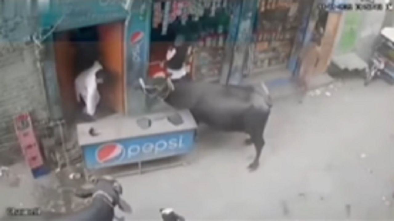 The buffalo in front of the store made such a mess, people watched the video and said - you are gentle