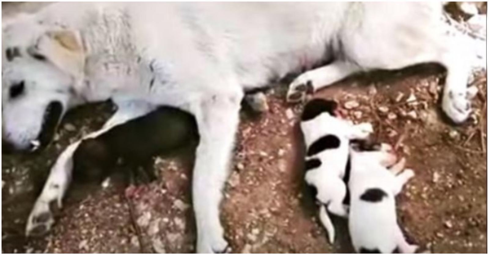 The car crash left the dog paralyzed while giving birth, mother and baby hugged the dog to pray