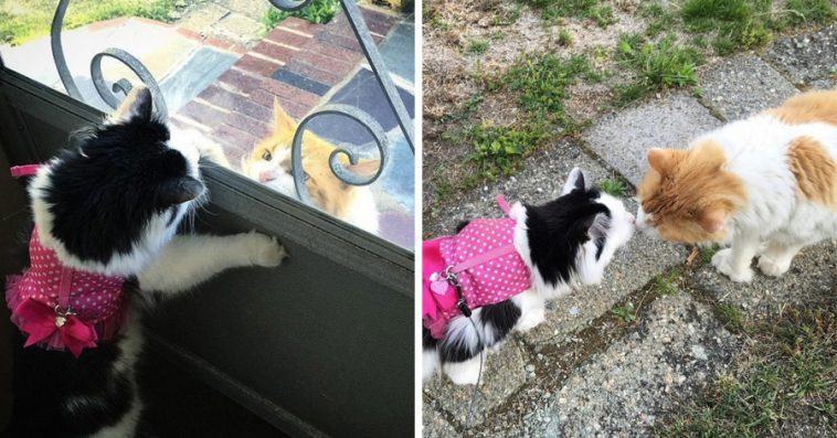 The cat fell in love with the neighbor's cat, almost every day he came to greet her for 2 years