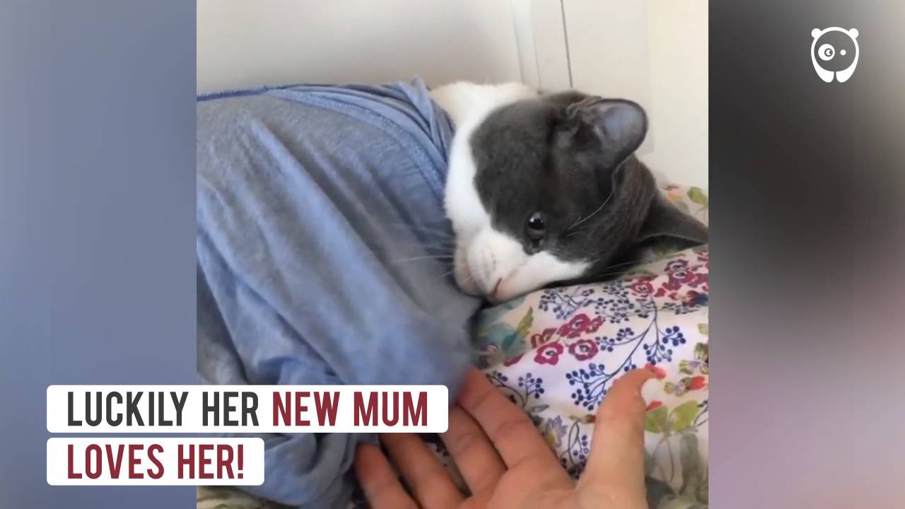 The cat that was abandoned by the previous owner 5 times finally found a loving owner