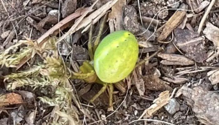 The couple was surprised to learn that their 'baby watermelon' is actually an animal