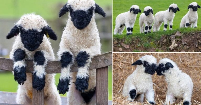 The cutest sheep in the world look like stuffed animals - the black-nosed sheep Valais