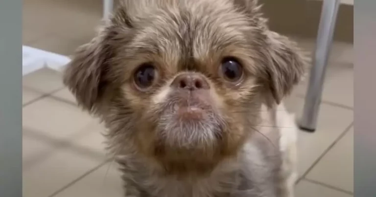 The dog burst into tears when he learned he was rescued after being abandoned