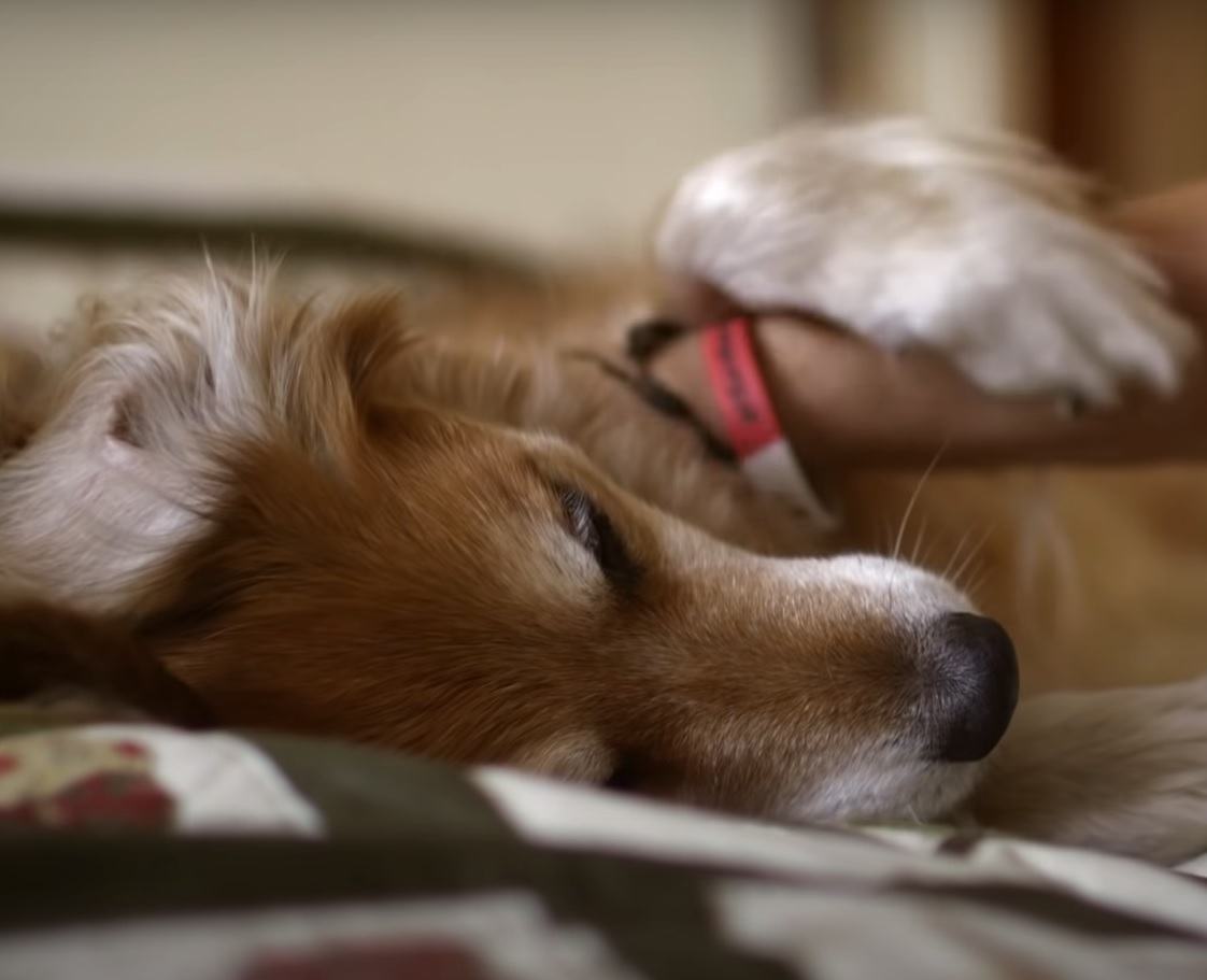 The dog found out he had cancer before he knew he had it