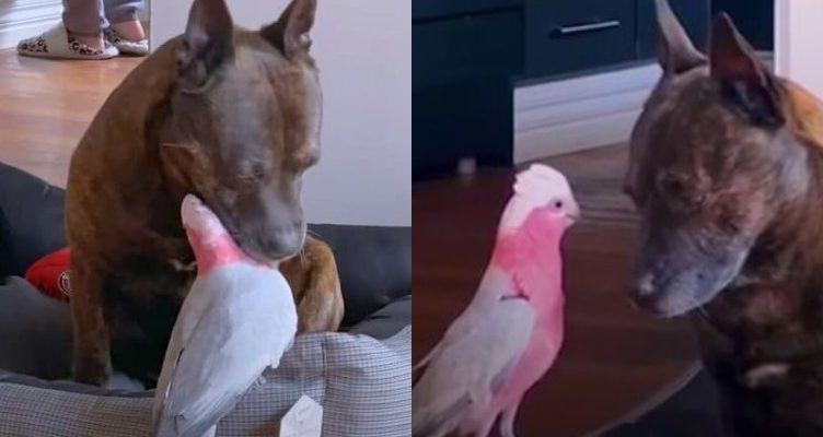 The dog found the injured parrot and they became inseparable friends