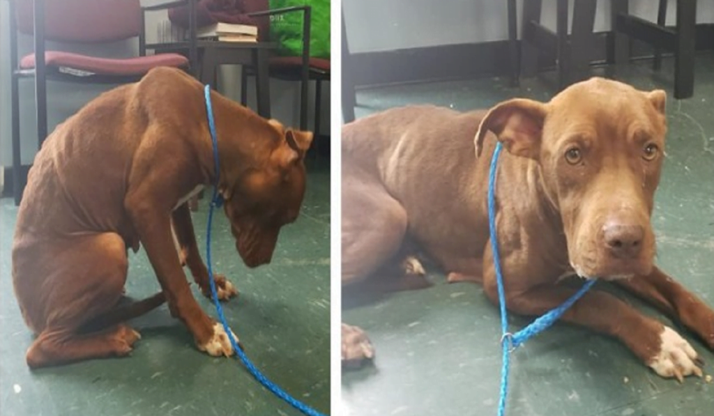 The dog in the shelter trembled with fear and horror, it didn't even have the confidence to move