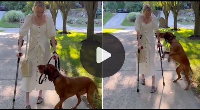 The dog jumped for joy when he saw his mother finally walking