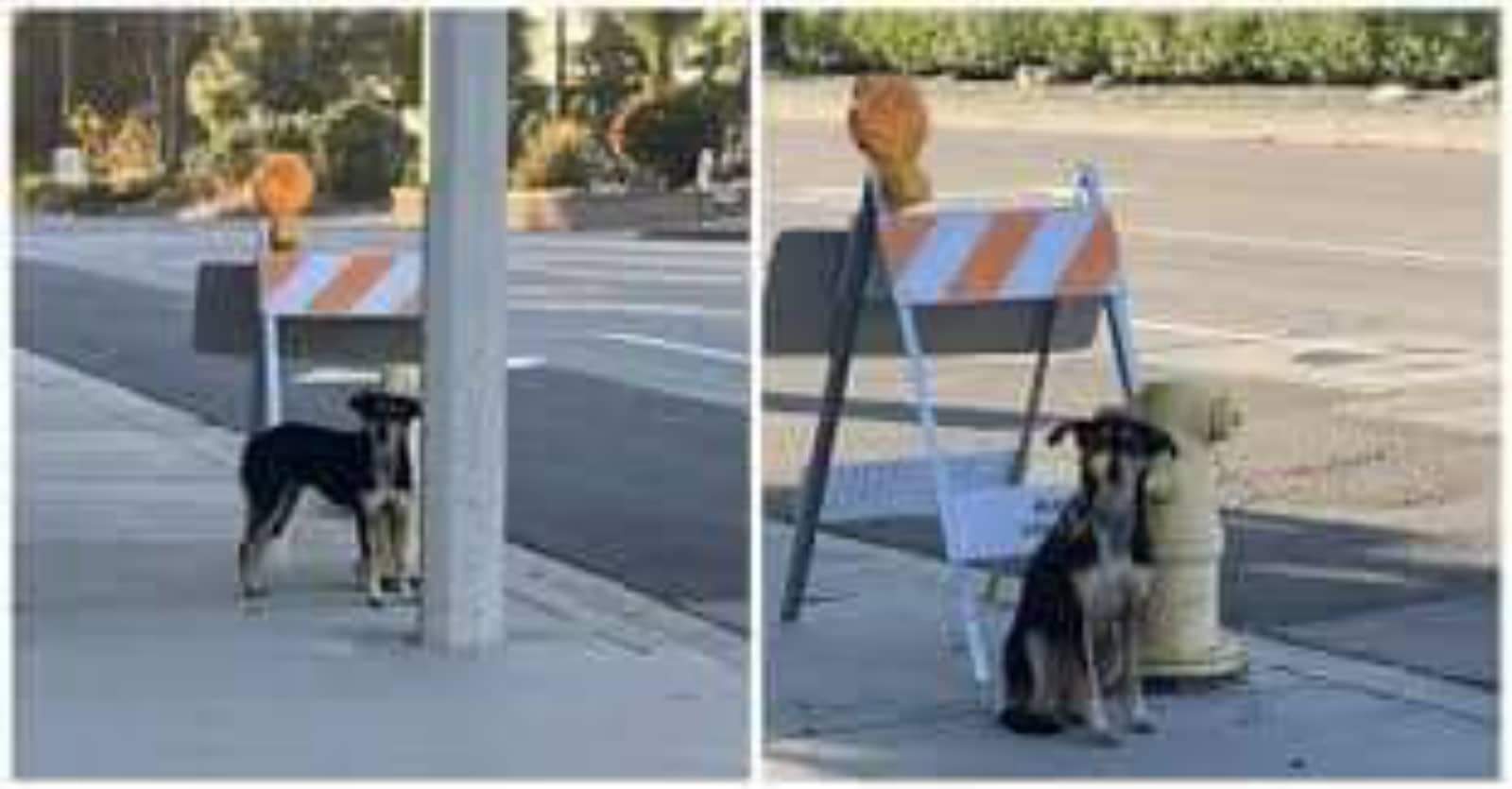 The dog refused to leave the construction site where he last saw his family