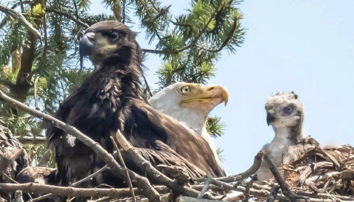 The eagle took the baby falcon for dinner and eventually adopted it