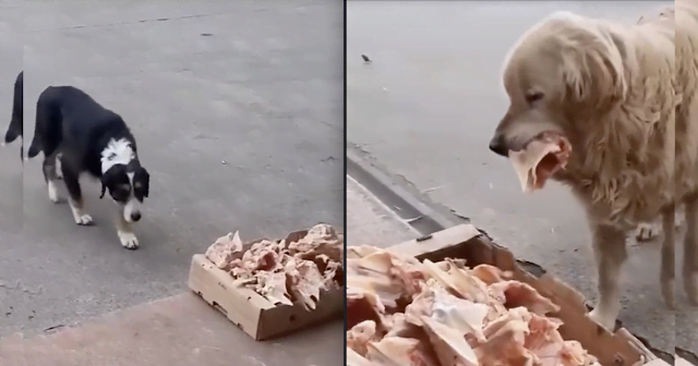 The friendly butcher leaves 0vers in front of the shop every day for the stray dogs