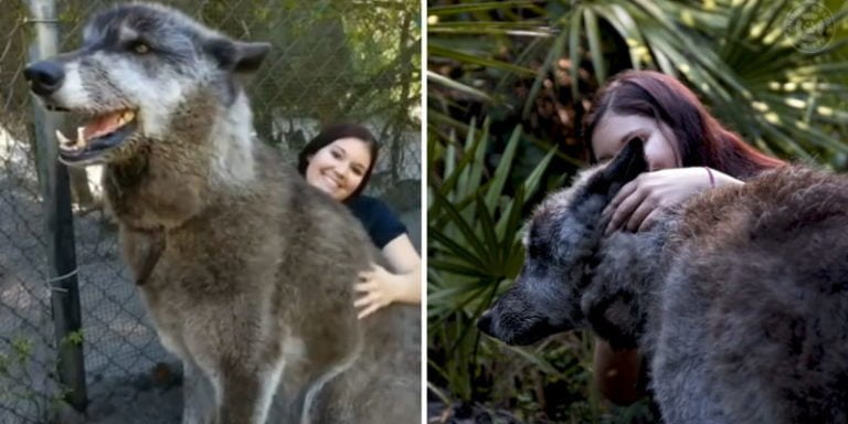 The giant wolf is a giant beside its human handler