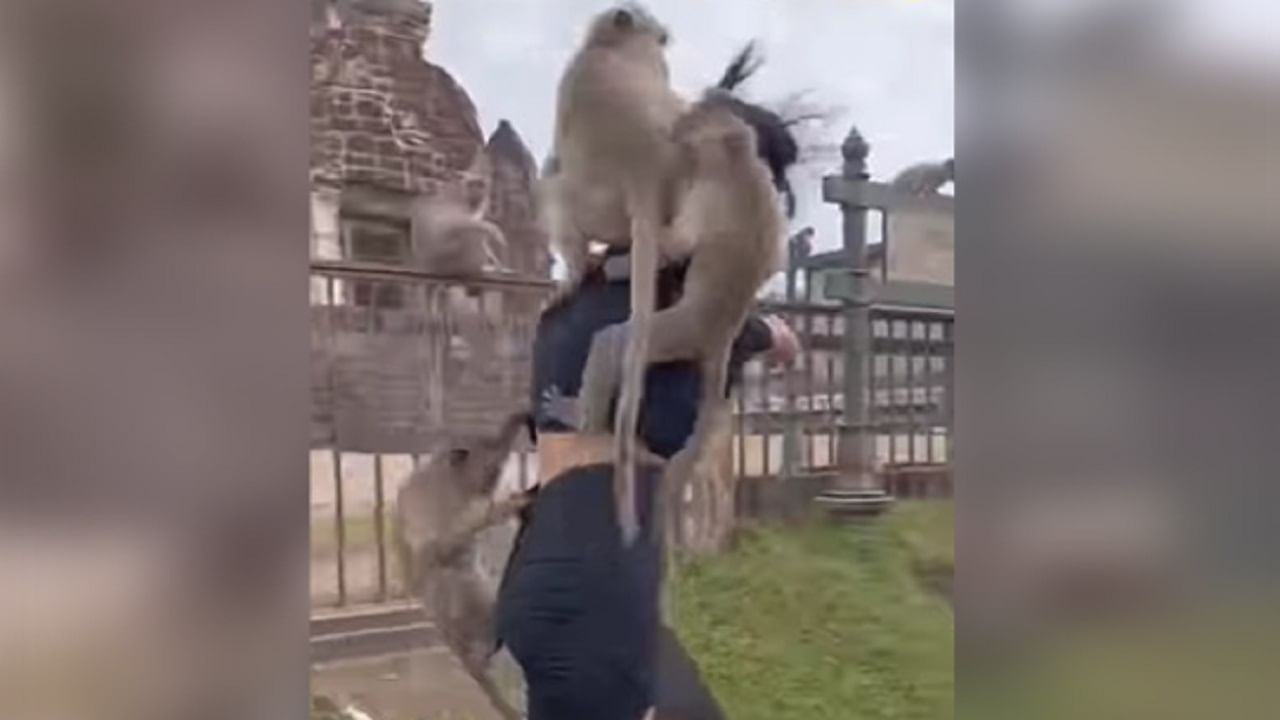 The girl had her nose picked by a monkey, people said she fell into a trap after watching the video