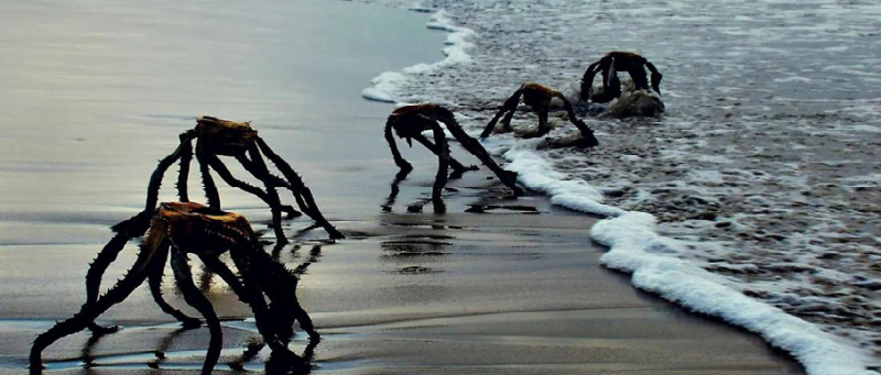 The guy was filming the sunset when a strange creature suddenly popped out of the water