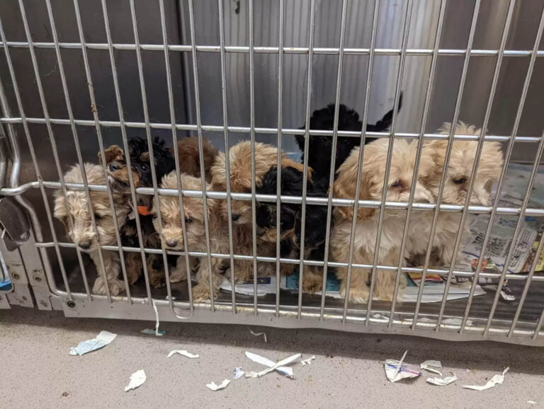 The guy was shocked when he saw 20 plush puppies in a crate on the side of the road