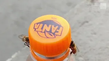 The honey bees teamed up to open the soft drink bottle cap in the cool video