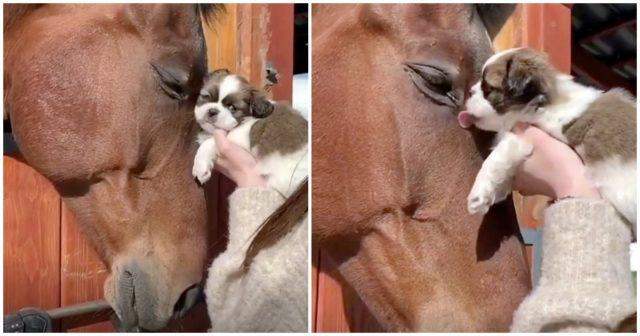 The horse gently pats the little dog's head, the dog responds to love with a kiss