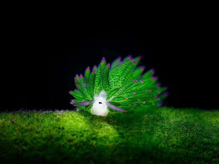 The incredible "sea sheep": both an animal and a plant!